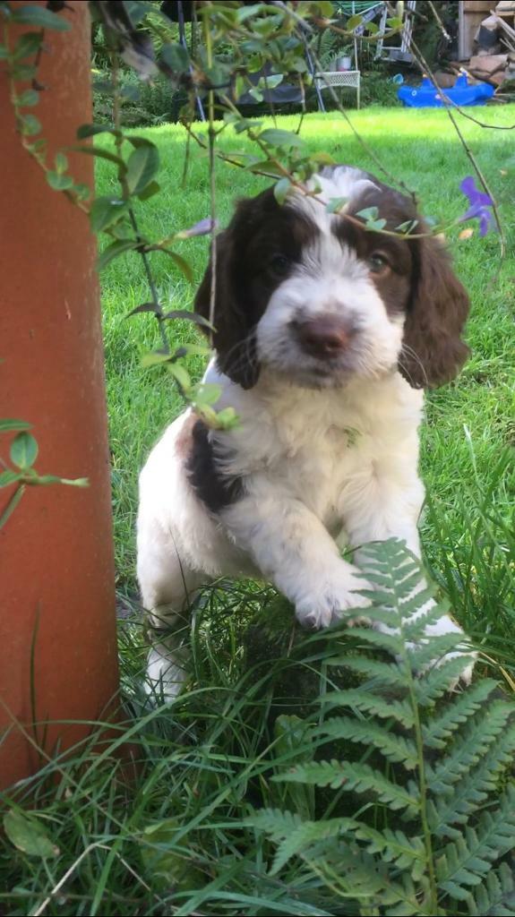 sproodles for rehoming